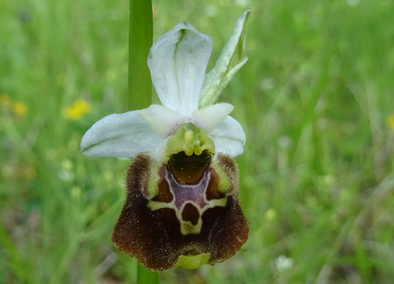 Ophrys holosericea, tetraloniae o untchjii ? ......holosericea.